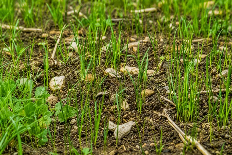Vibrant green weed-free lawn in Cork after selective herbicide and fertilizer treatments by Green Nature