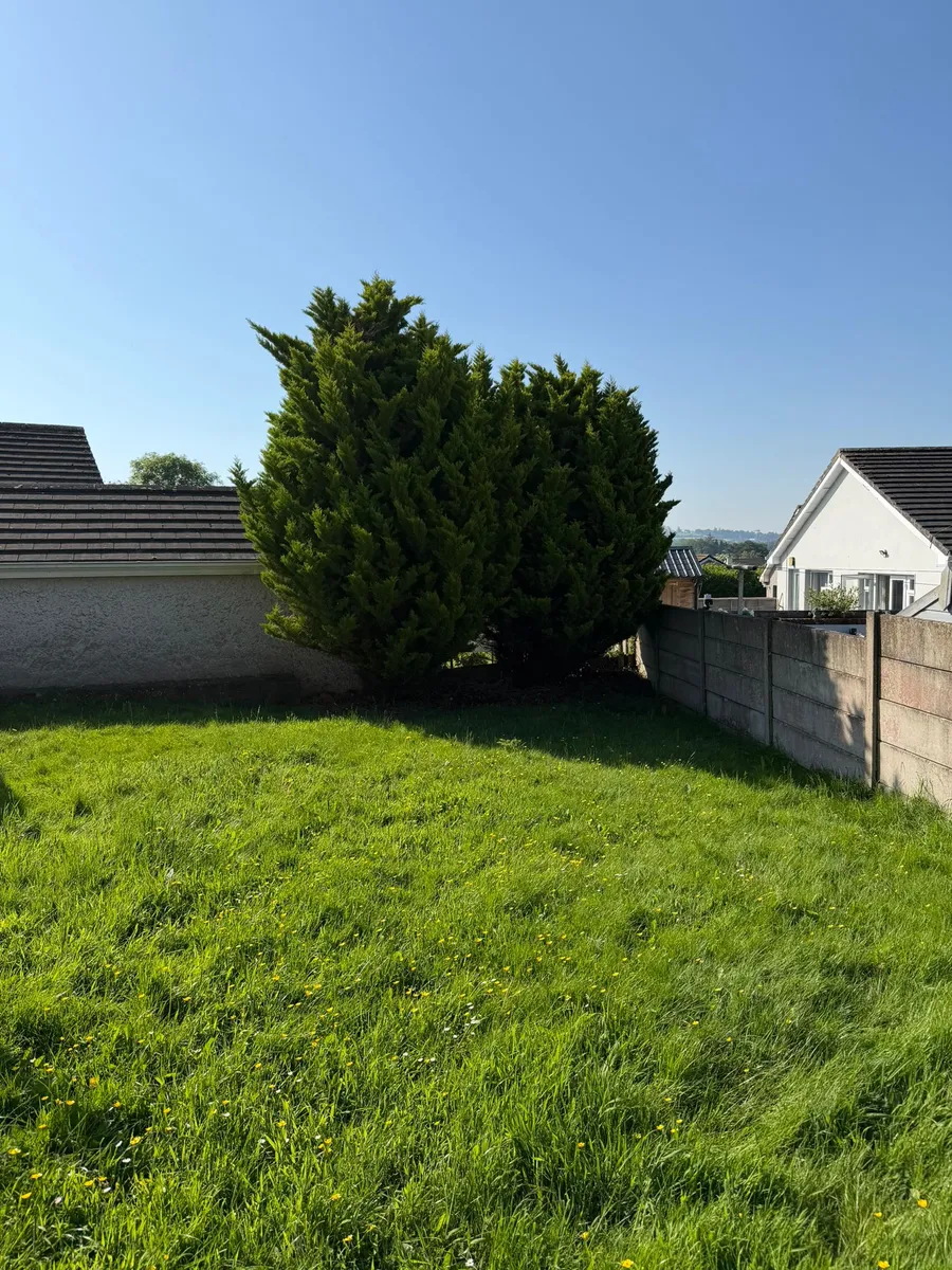 Dilapidated overgrown backyard before starting landscaping work
